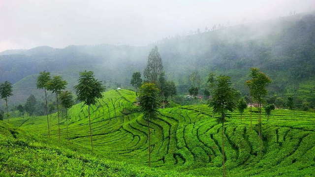 Pesona Alam Perkebunan Teh Sirah Kencong di Blitar