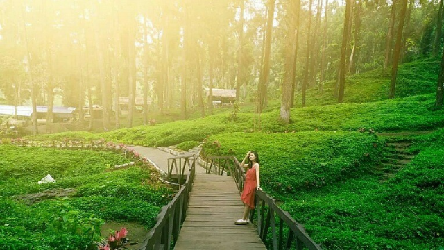 Pesona Surga Tersembunyi Hutan Pinus Limpakuwus Banyumas