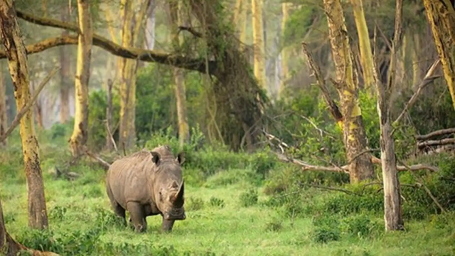 Pesona Wisata Alam Taman Nasional Ujung Kulon